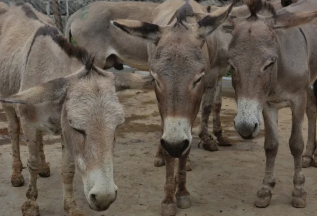 Escándalo en Bucaramanga: desmantelan matadero clandestino de caballos y burros