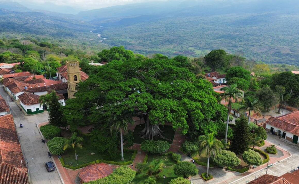 El Palmar busca que su icónica ceiba sea declarada Patrimonio Natural