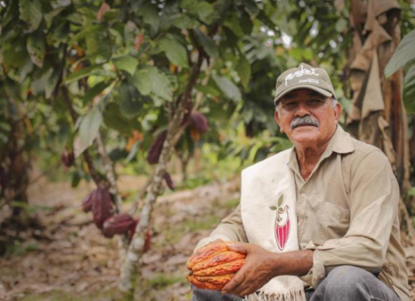 Cacaoteros colombianos advierten posible paro si no son escuchados por el Gobierno Nacional