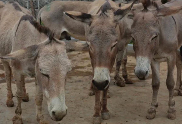 Escándalo en Bucaramanga: desmantelan matadero clandestino de caballos y burros