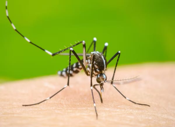 Santander supera los 6.970 casos de dengue en 2025, alerta máxima en curso