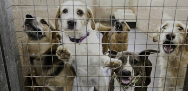 Autoridades desmantelan criadero clandestino de perros en Bucaramanga