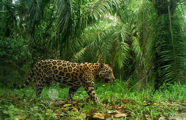 Yarima: la nueva jaguar que trae esperanza a la biodiversidad del Magdalena Medio